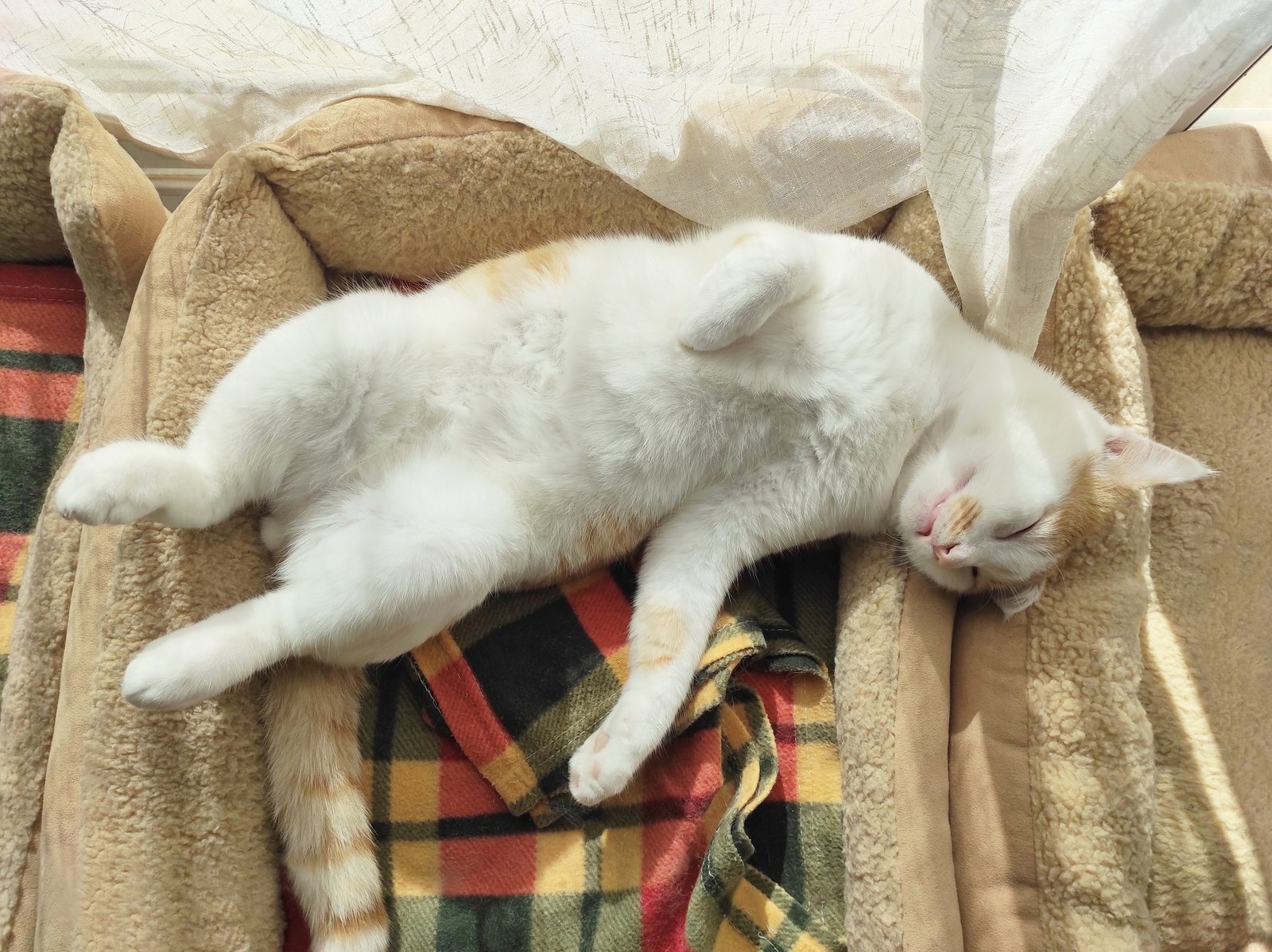 Cat sleeping in cat bed in a living room of a house.