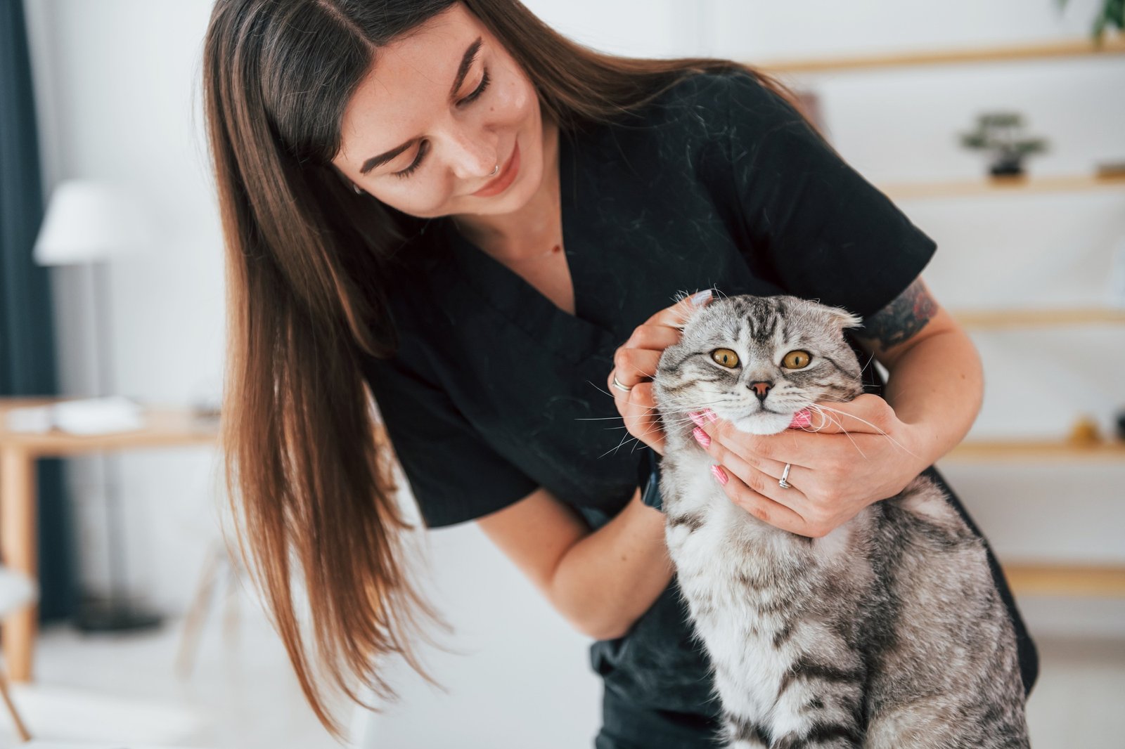 Checking the ears. Scottish fold cat is in the grooming salon with female veterinarian