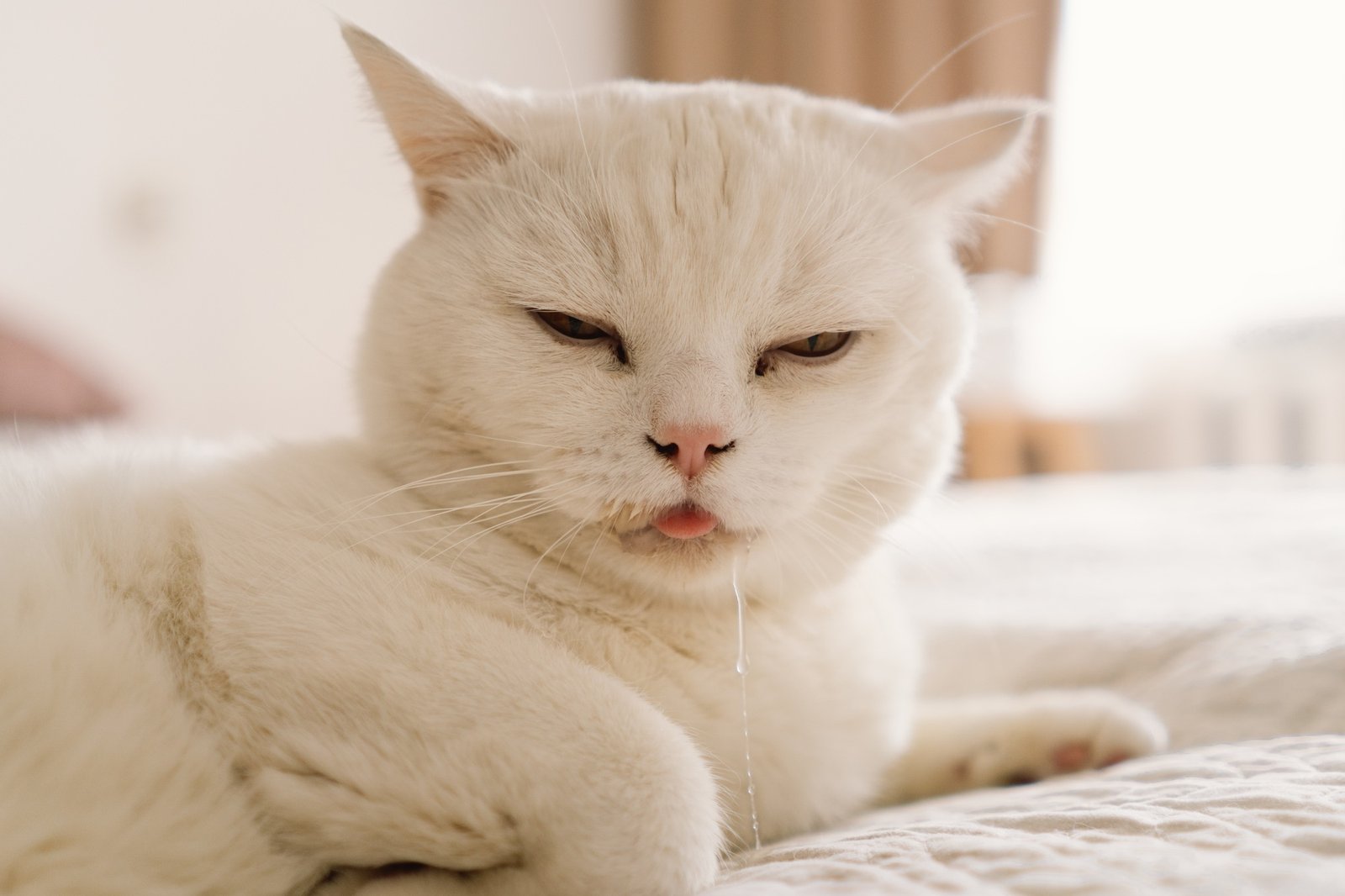 A sick Scottish cat is lying on the sofa.