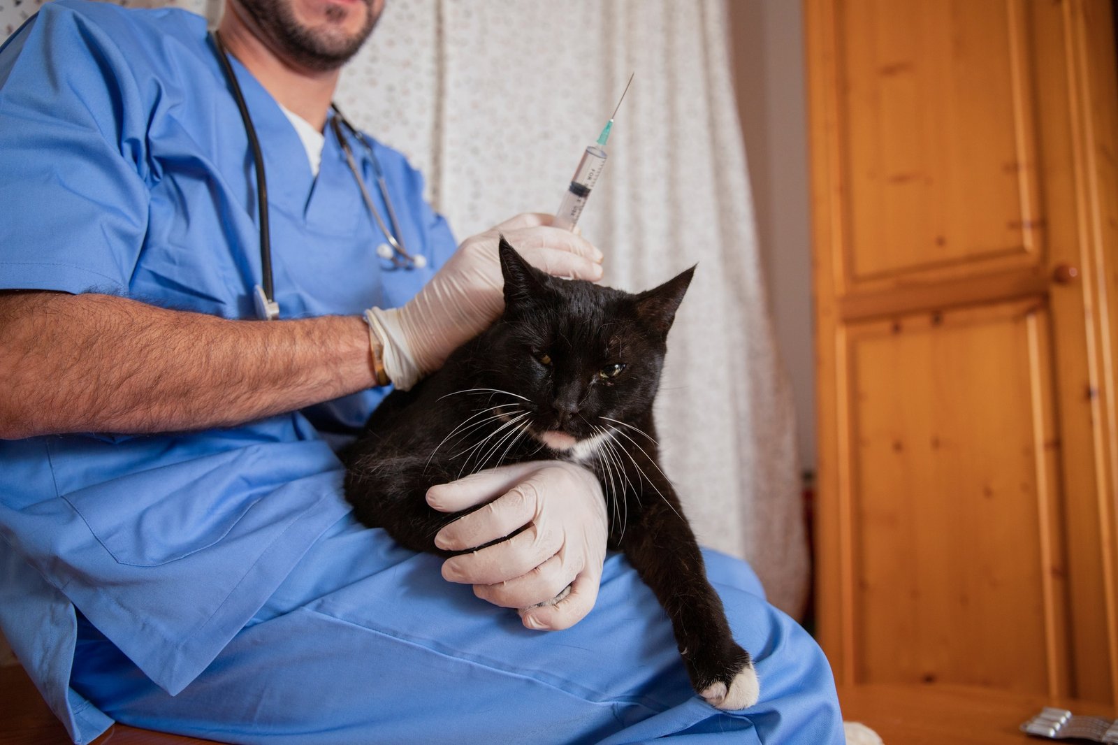 A veterinarian vaccinates a cat during a home doctor visit