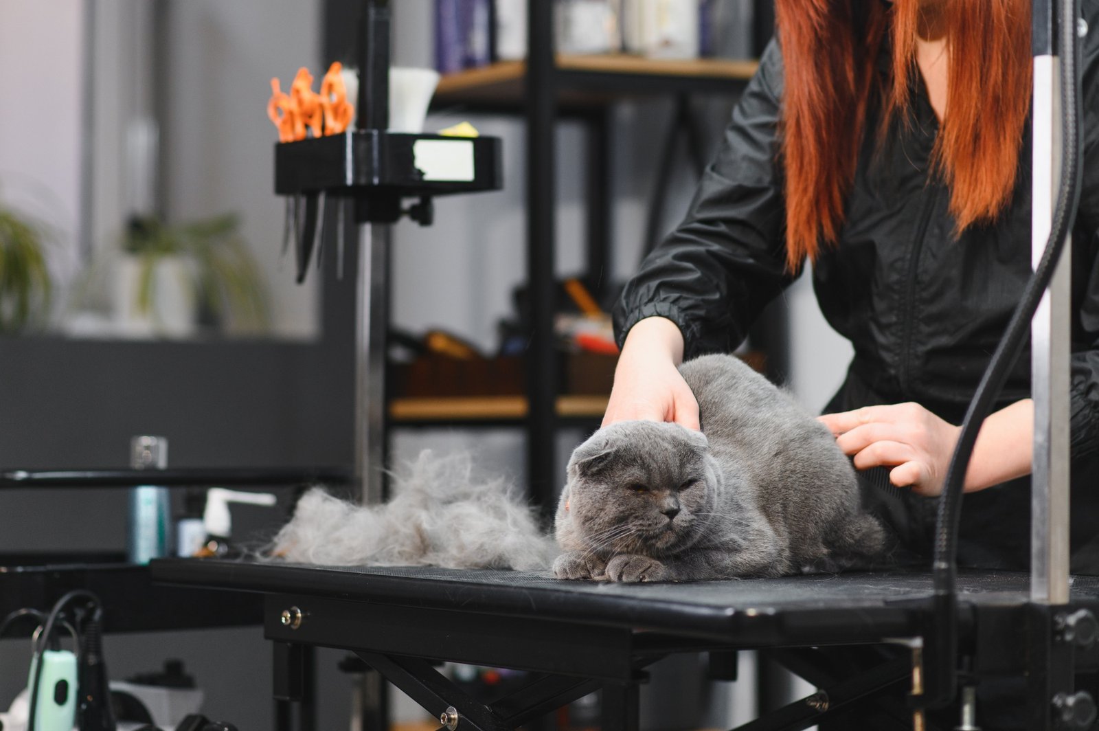 Cat grooming in pet beauty salon. Grooming master cuts and shaves a cat, cares for a cat.