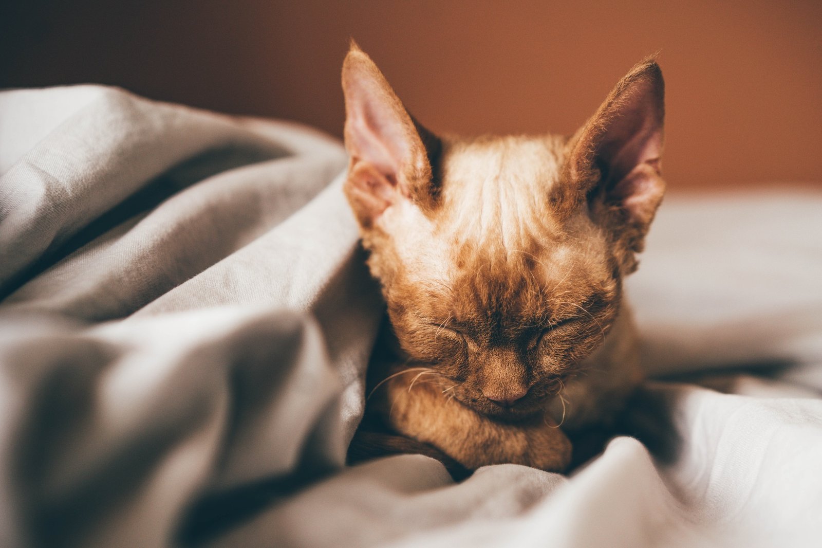 Cat sleeping at home