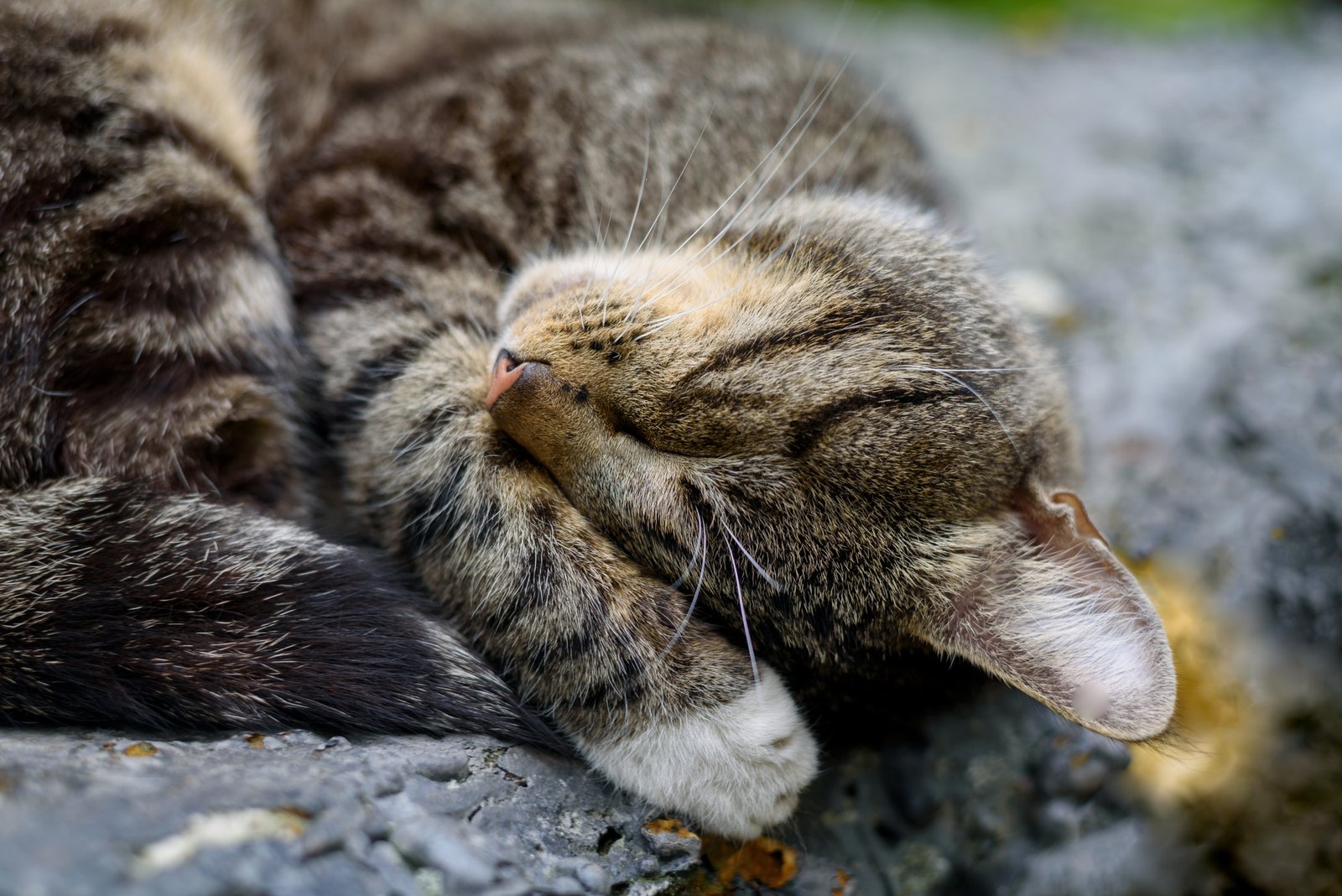 Close up of cat sleeping