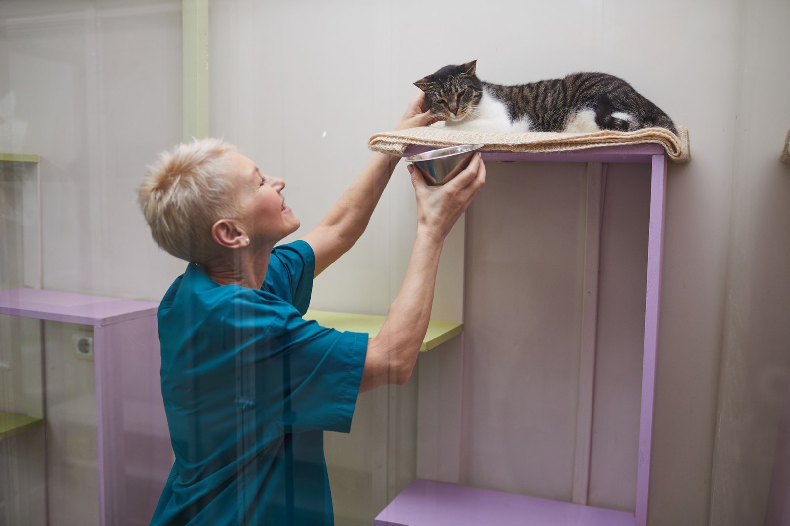 Doctor feeding the cat