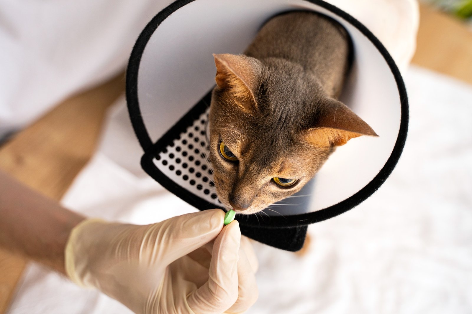 Domestic Abyssinian cat with an e-collar receives a veterinary-recommended pill, tablet