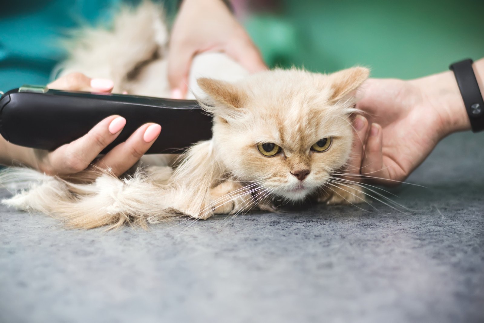 Haircut of shaggy ginger cat. Selective focus on cat face