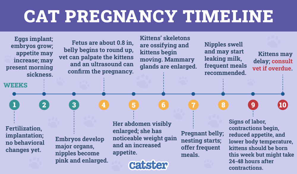 cat pregnancy