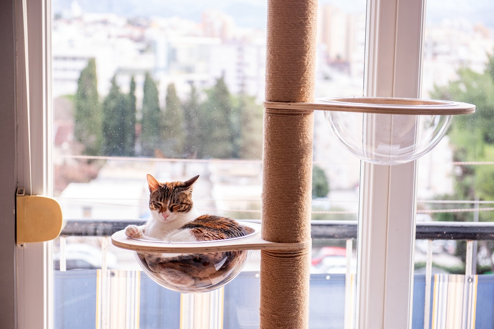 Sleeping cat resting in transparent bubble bed