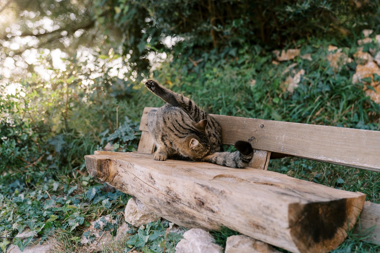 Striped cat sits on a wooden bench in the park and licks itself