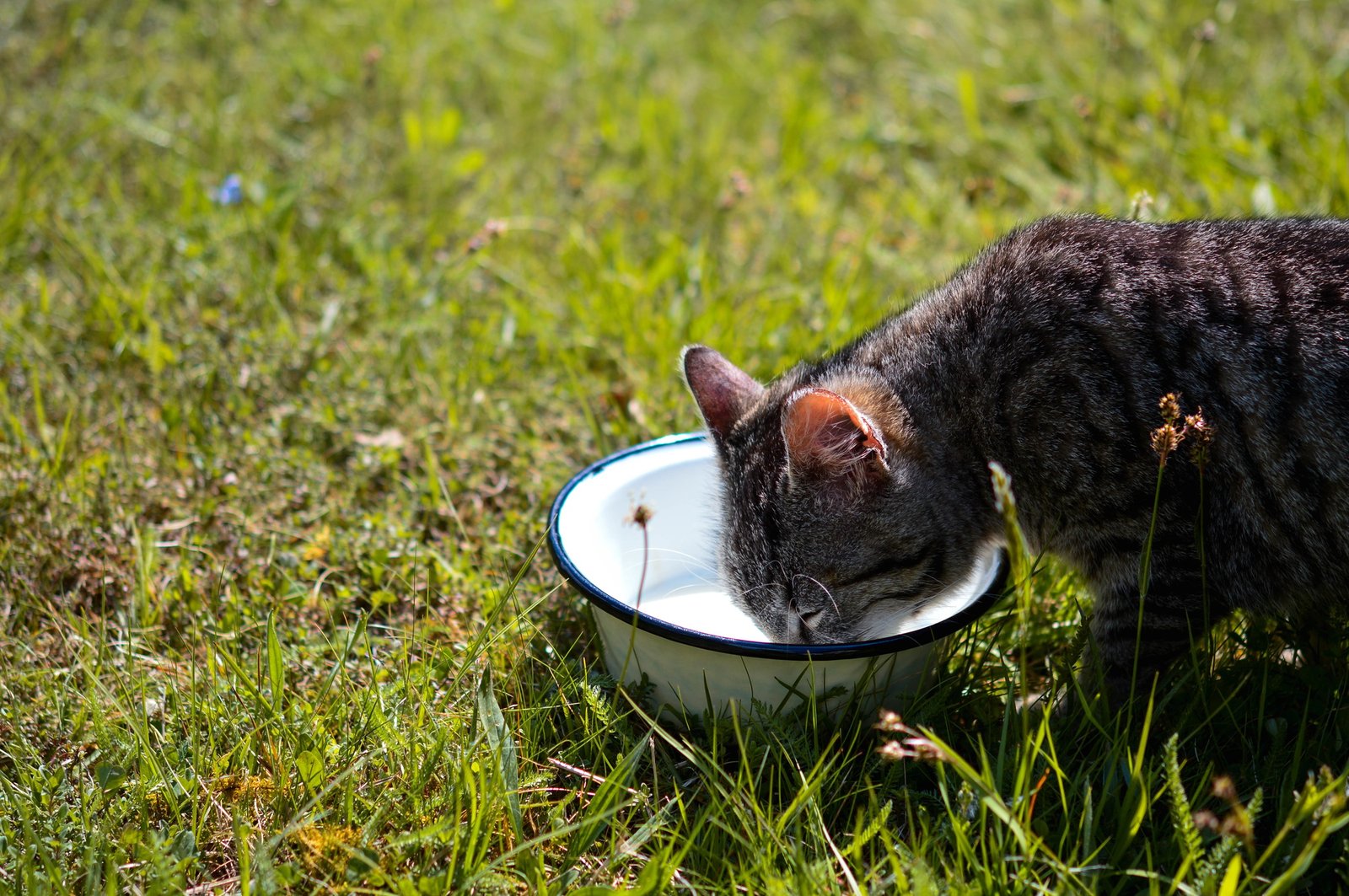 Closeup shot of a cute cat drinking milk outdoors