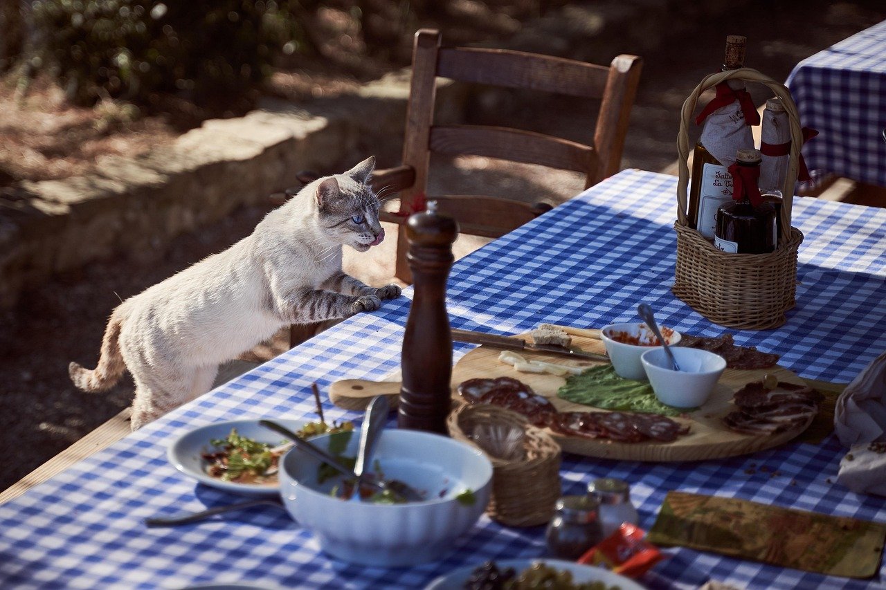 cat, table, dining table, feline, pet, mammal, animal, domestic cat, hunger, food, kitten, cute, nature, hungry, animal world, lick, tongue out