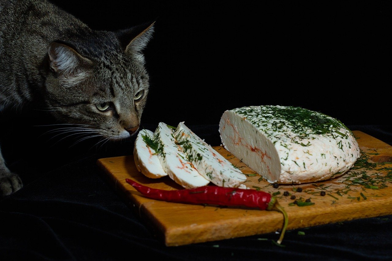 cat, cheese, animal, food, pet, fresh cheese, feline