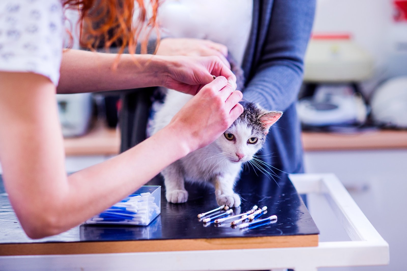 Unrecognizable veterinarian at the clinic cleaning ears of cat