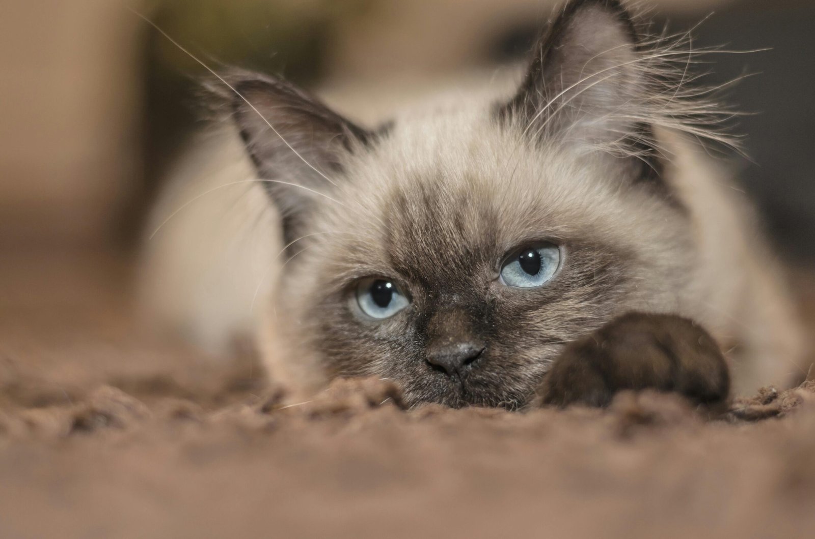 A serene Siamese cat with striking blue eyes lounging on a soft carpet. Perfect for pet lovers.