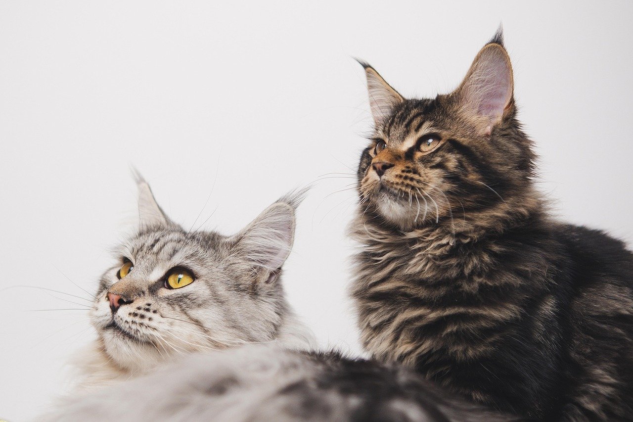maine coon, cats, tabby, pets, animals, nature, domestic cats, kitten, feline, mammal, fluffy, cute, portrait
