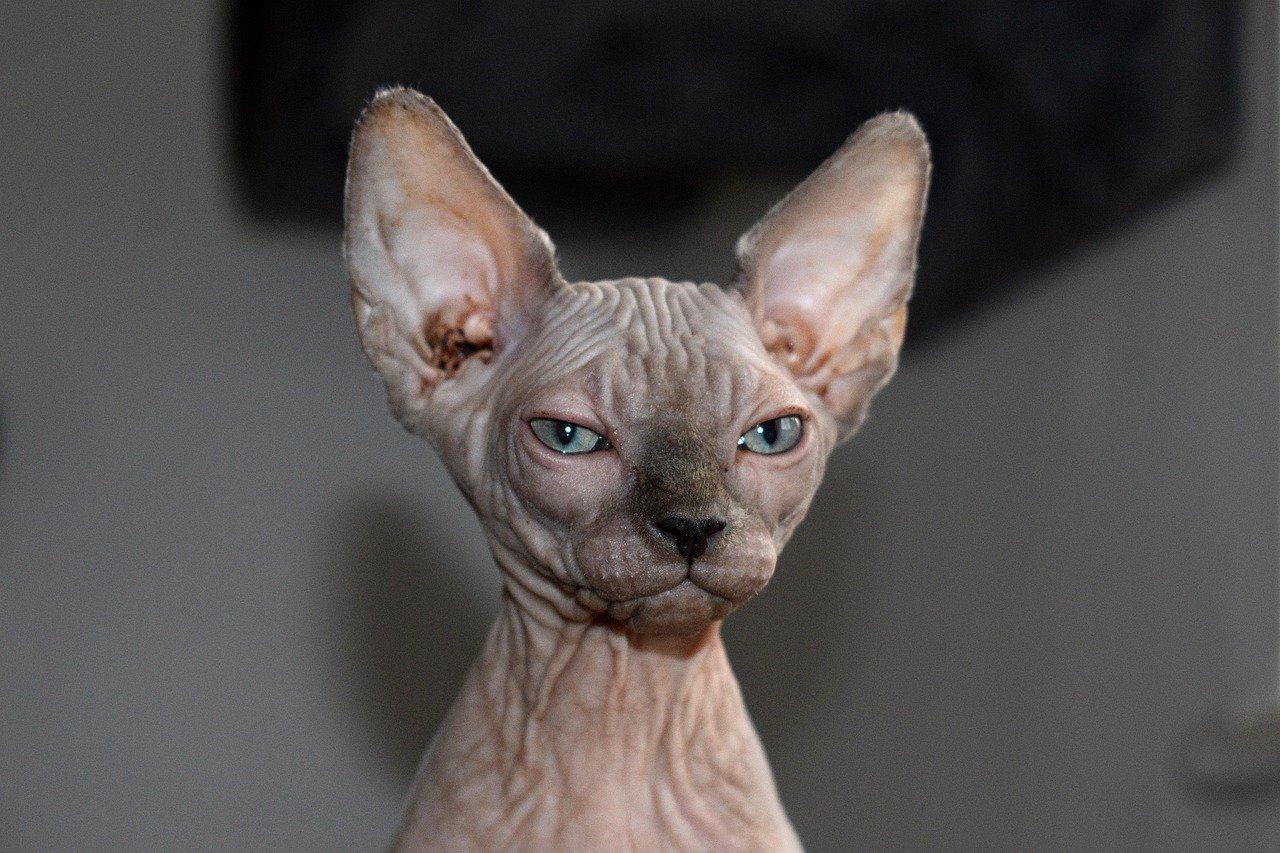 sphynx, cat, animal, nature, feline, pet, kitten, mammal, cute, race, ears