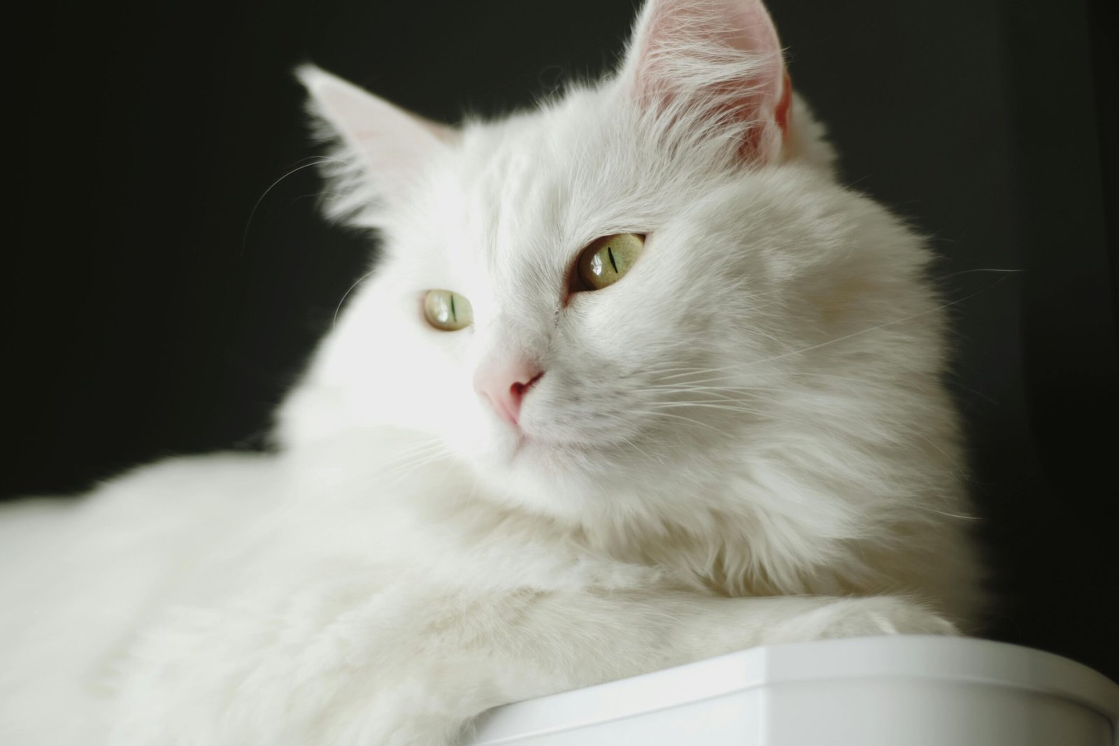 Close-up portrait of a white Turkish Angora cat with green eyes, showcasing its delicate fur and calm demeanor.