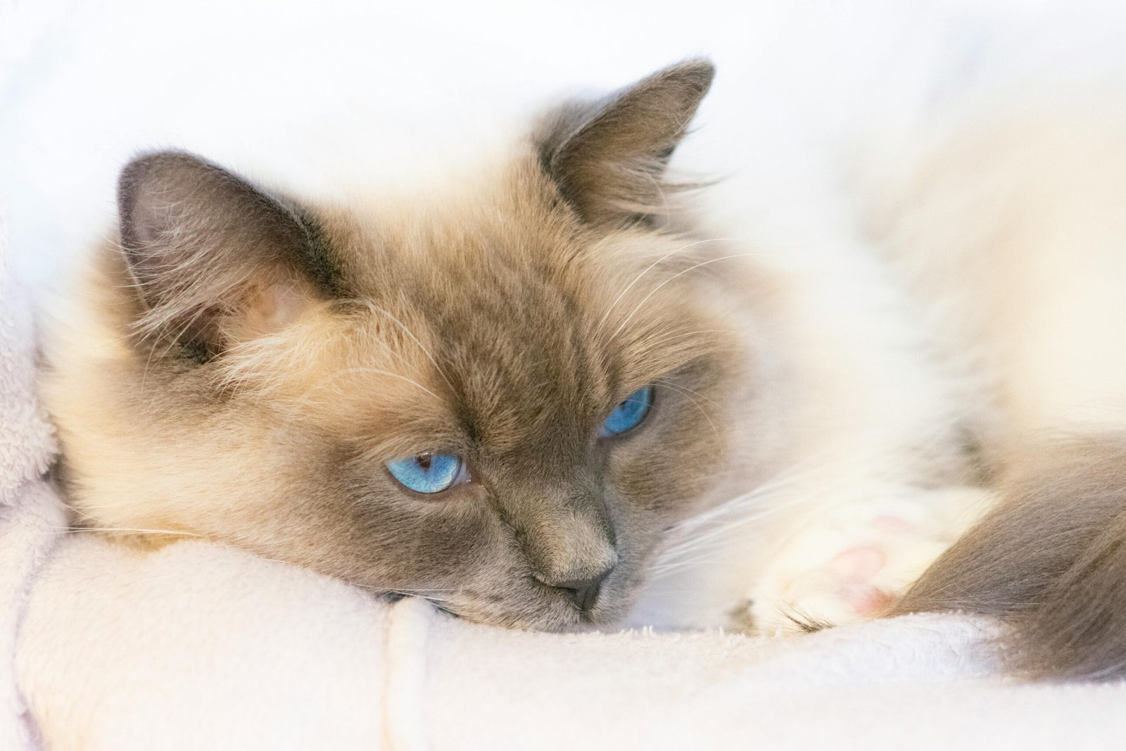 A serene Ragdoll cat with striking blue eyes resting on a soft, white background.