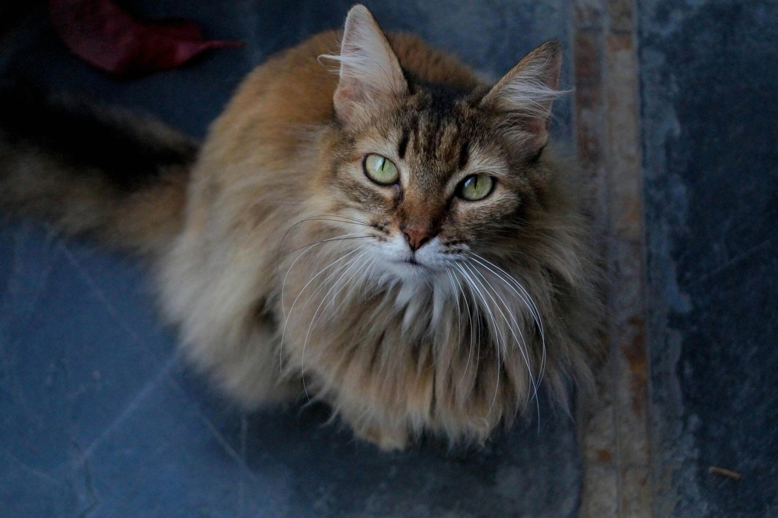Close-up of a fluffy long-haired cat with striking eyes looking upwards.