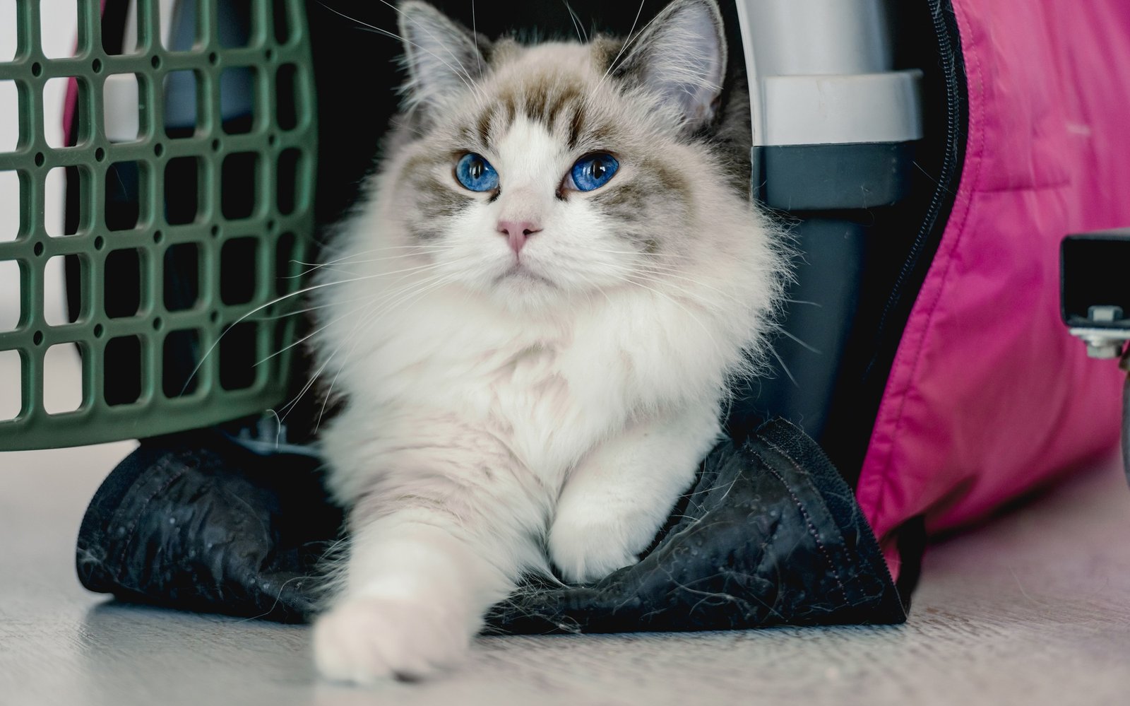 Ragdoll cat in carrier