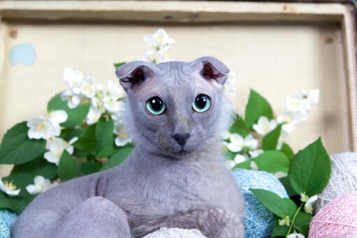 ukrainian levkoy cat gry with blue eyes