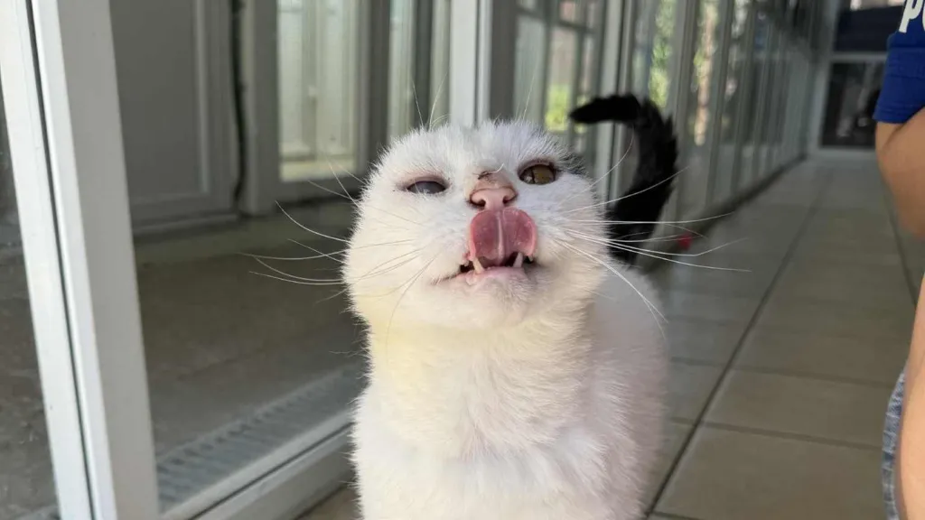 The RSPCA described Mittens as a cat who loved affection and enjoyed curling up on laps