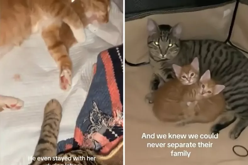 Moose putting his paw out while Cheeto is in labor. Then, cuddling the two orange kittens