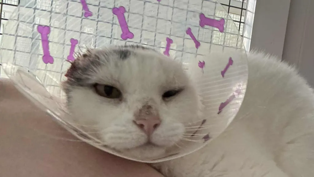 MIttens has been given the all clear and is ready for a new home