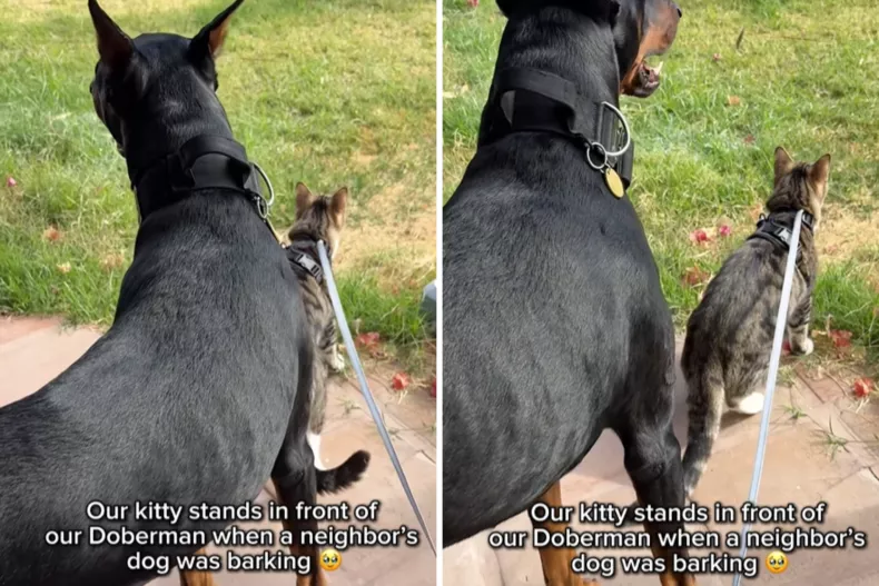 Wasabi stepping protectively in front of Diesel