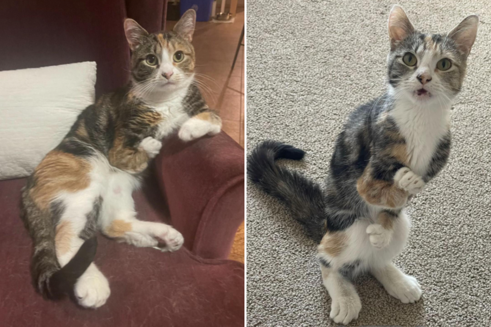 Rue sitting on the couch and pictured standing on her hind legs