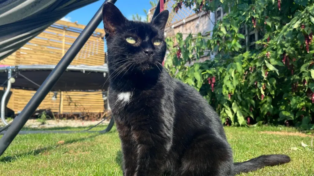 Tilly has decided to stay, her new owner said