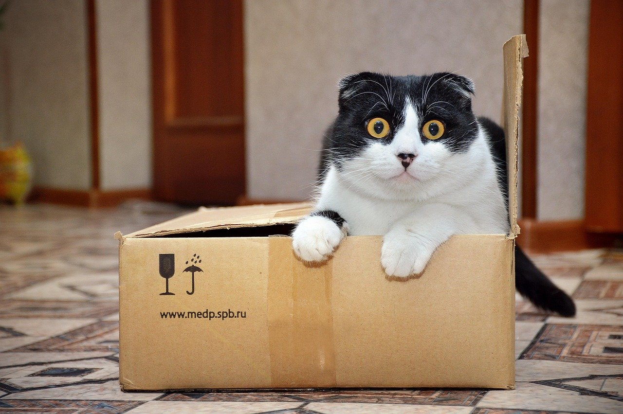 box, pet, cute, animal, cat
