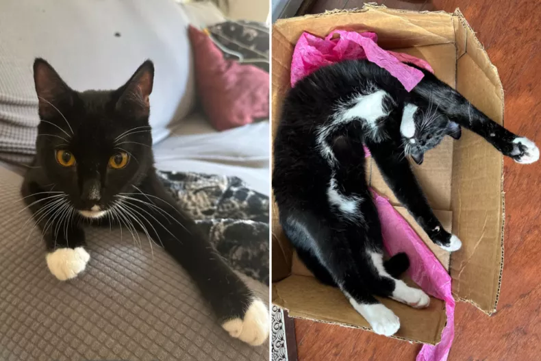 Joey the rescue cat sitting on the couch and stretching out in a cardboard box
