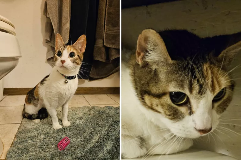 Signe in her new forever home