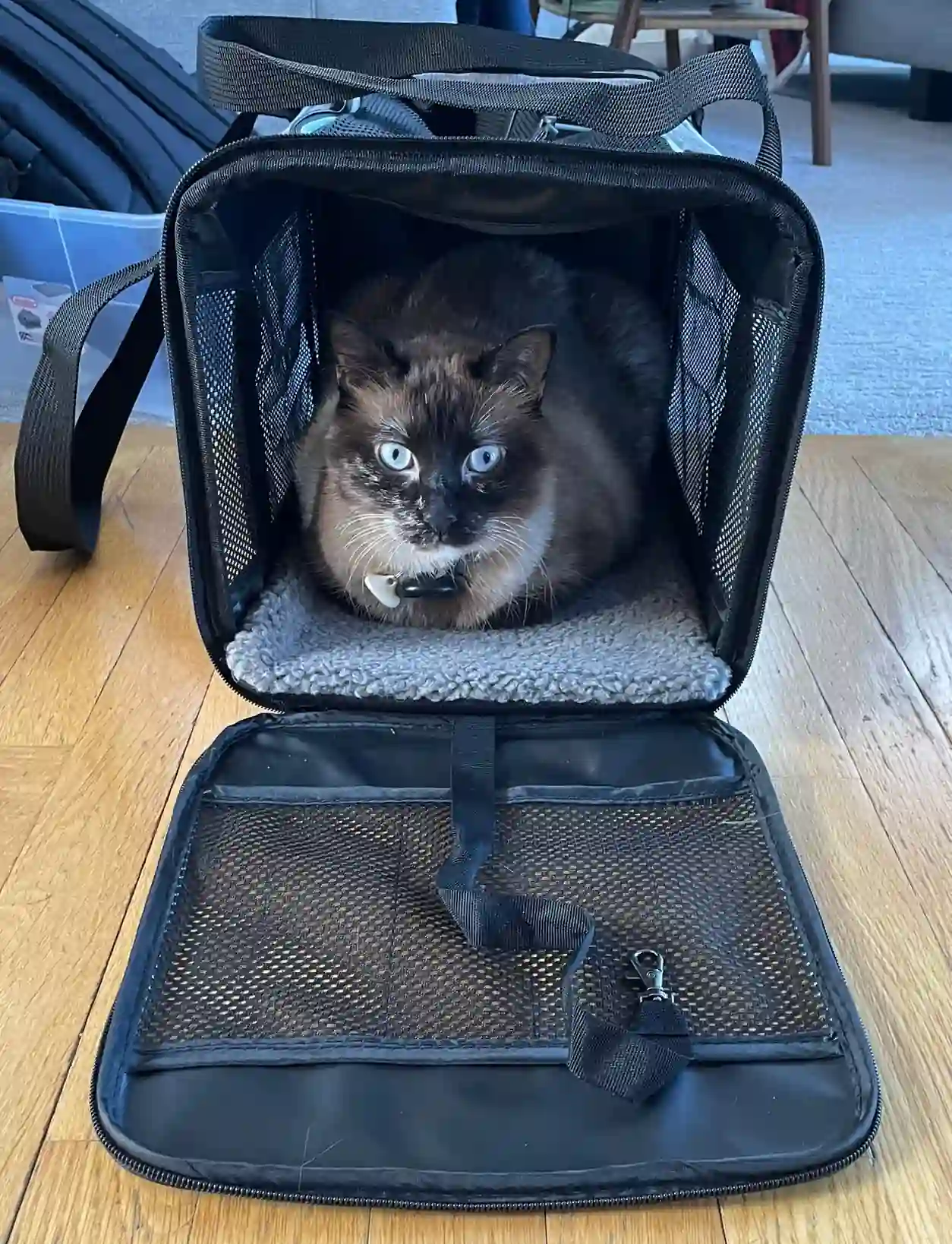 Cat in soft side cat carrier