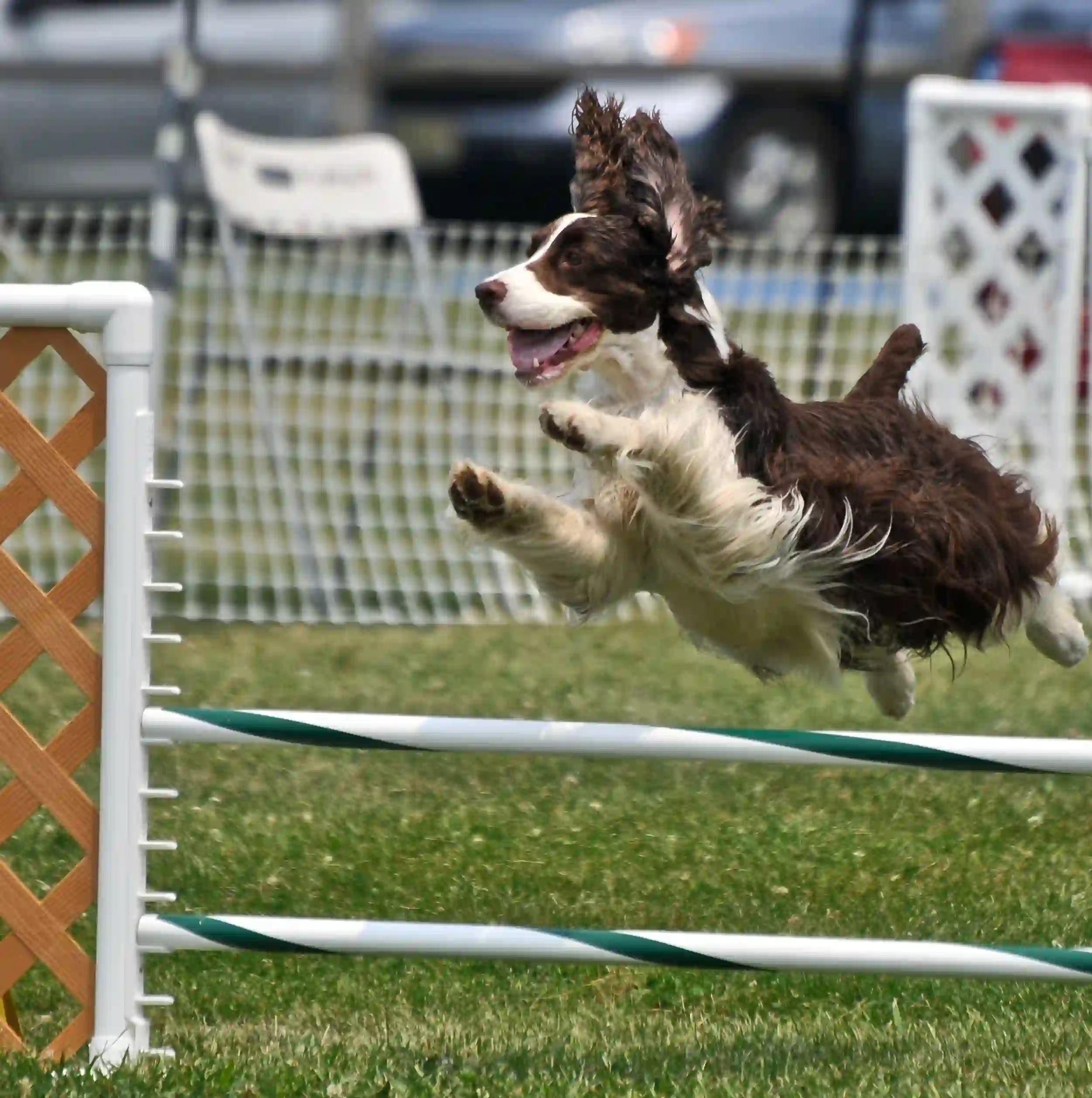 Dog agility jump — example of the style of demonstration many visitors prioritise