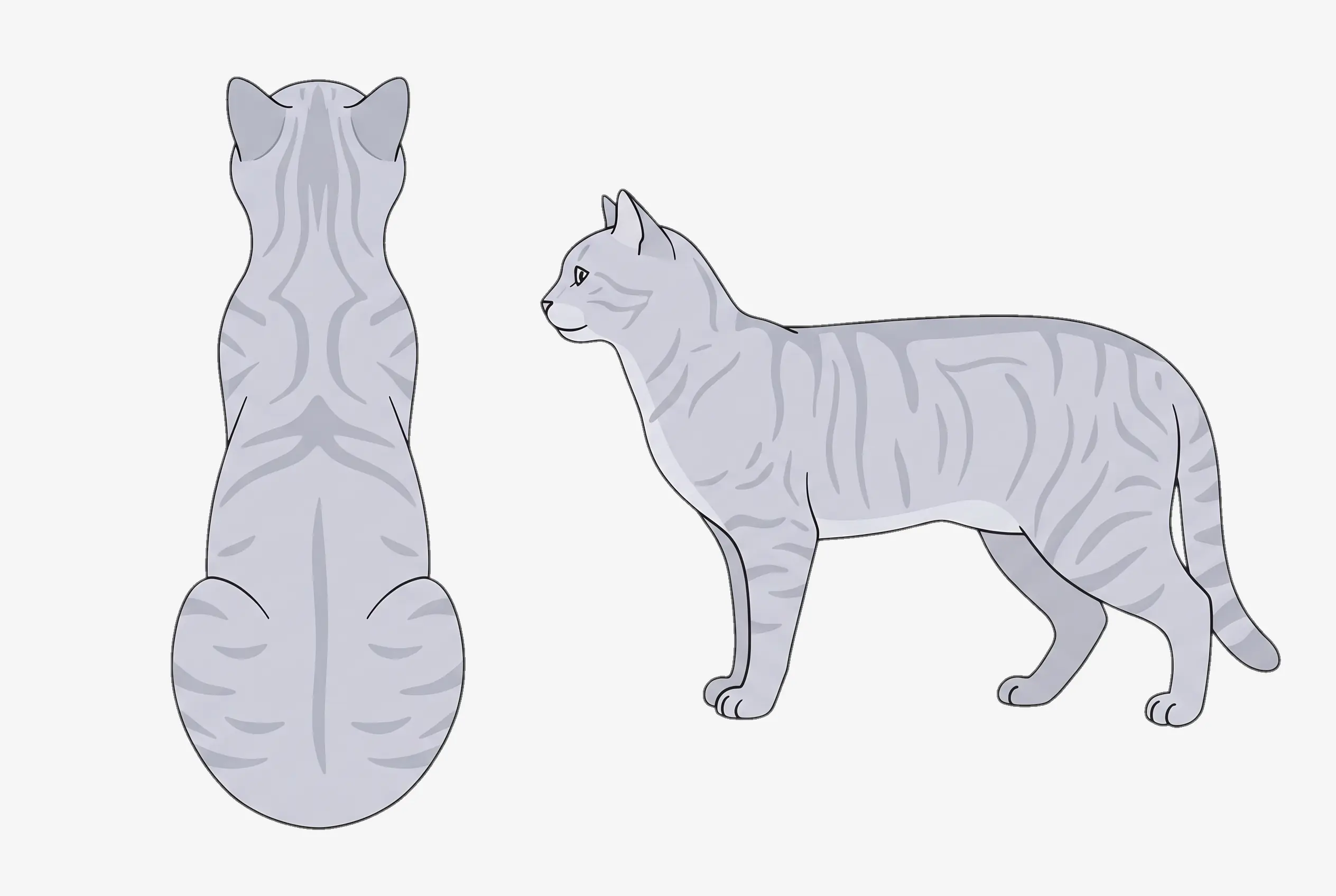 BCS 5 Ideal weight cat