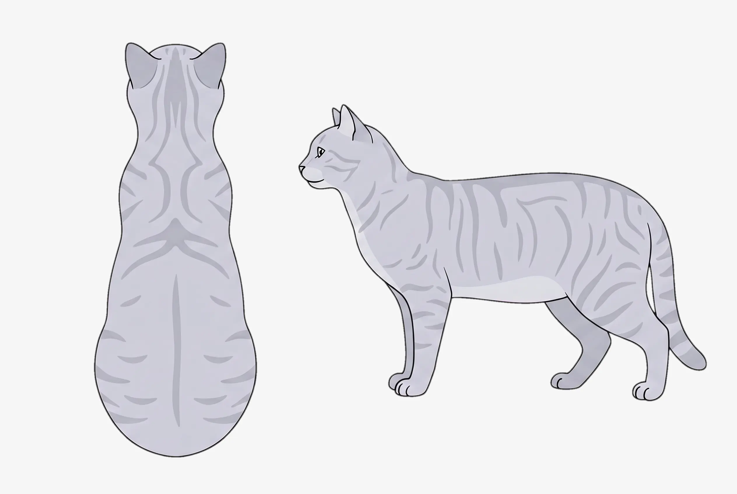 BCS 6 Slightly overweight cat