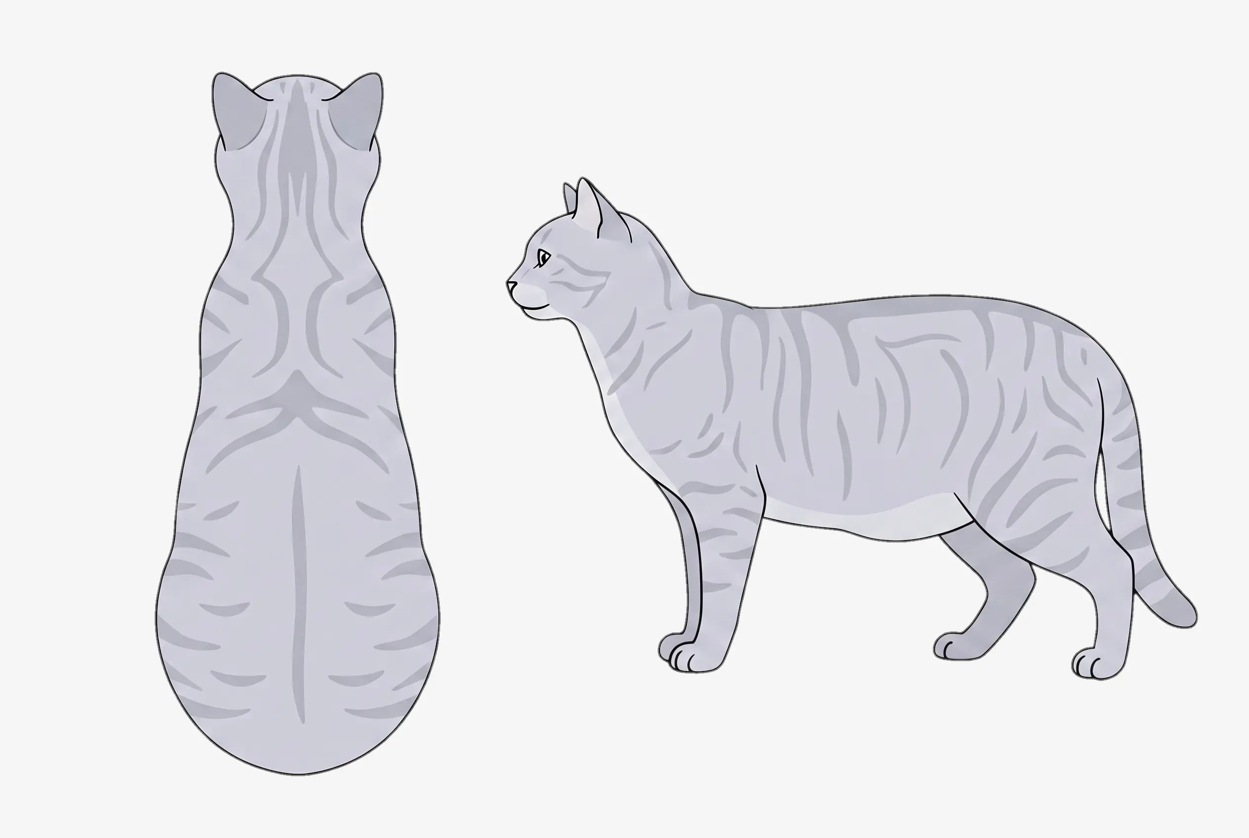 BCS 7 Overweight cat