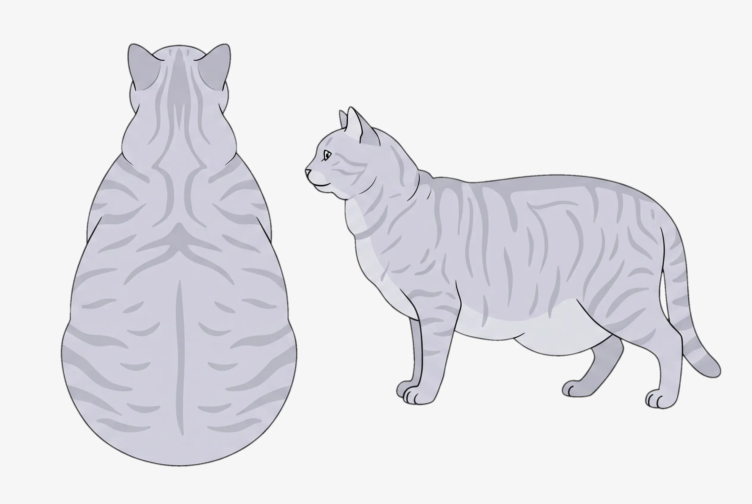 BCS 9 Severely obese cat