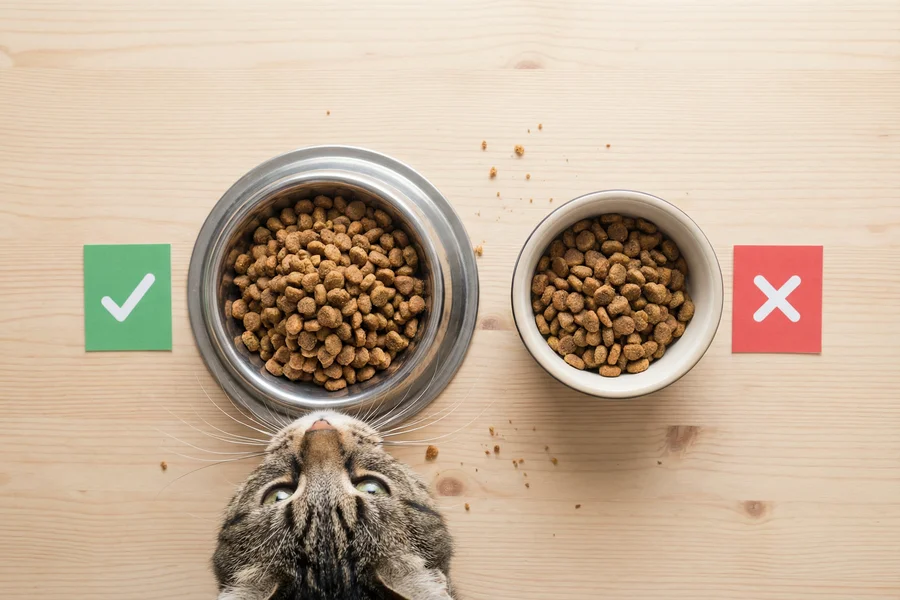 A comparison of shallow stainless steel cat food bowls preventing whisker fatigue
