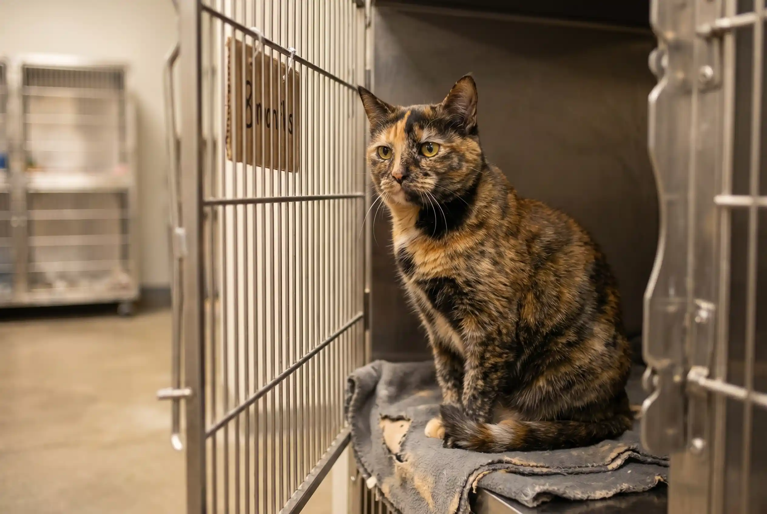 Lucinda waiting patiently in her shelter kennel with an 8 months tag