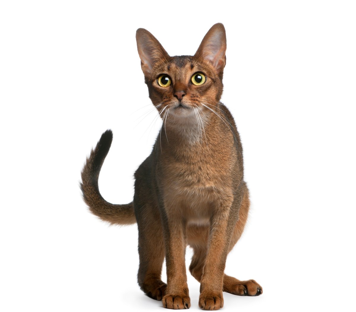 Abyssinian-Cat