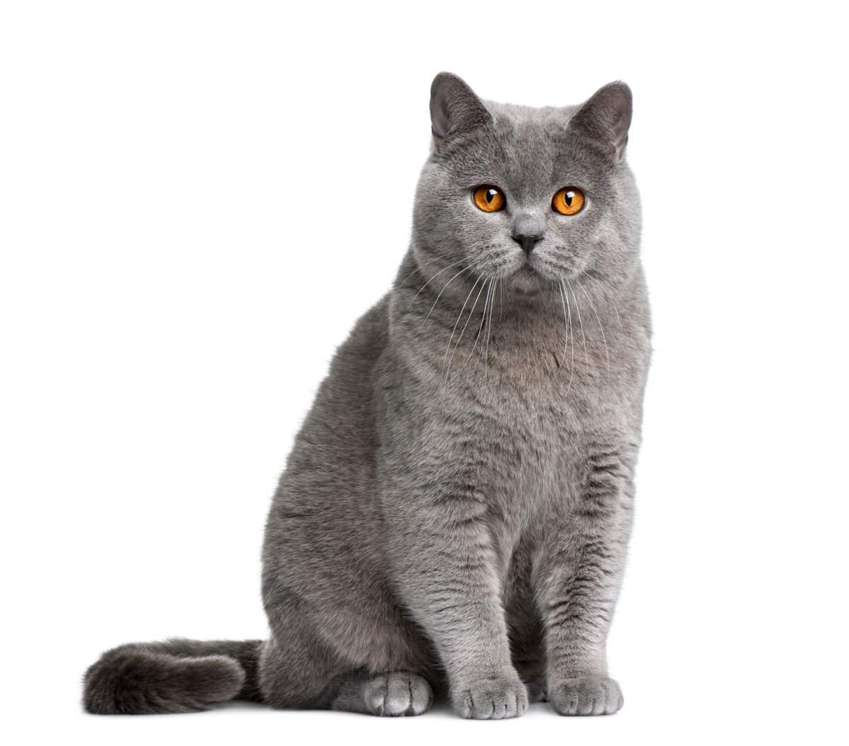 British-shorthair