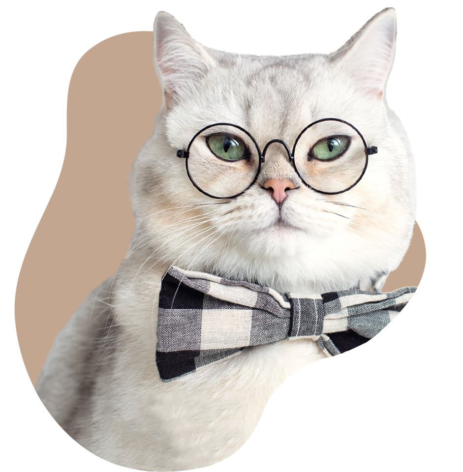 A cat wearing glasses | SnuggleSouls