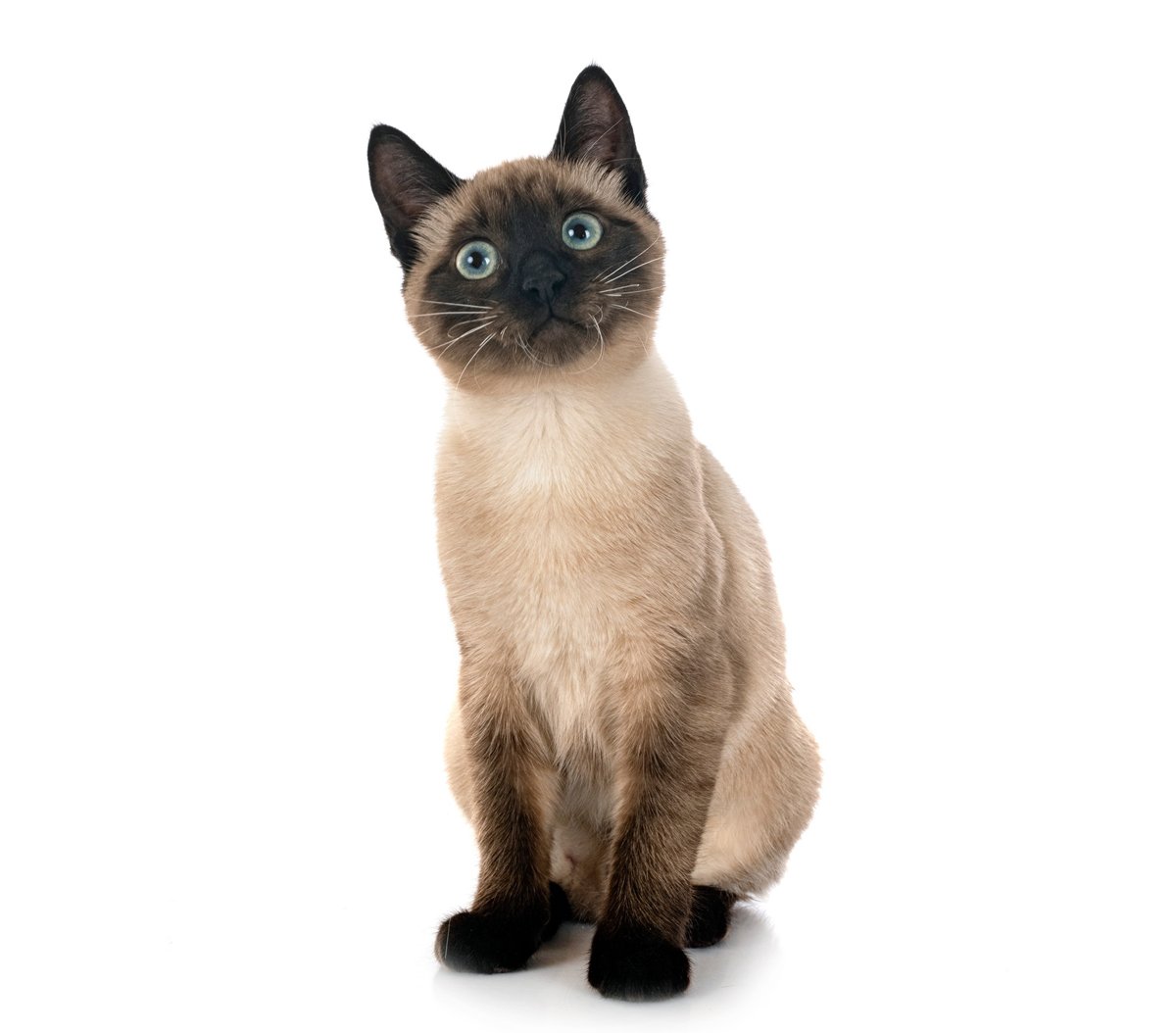 Siamese