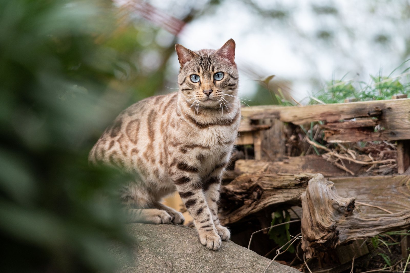 Bengal Cat sitting in the garden