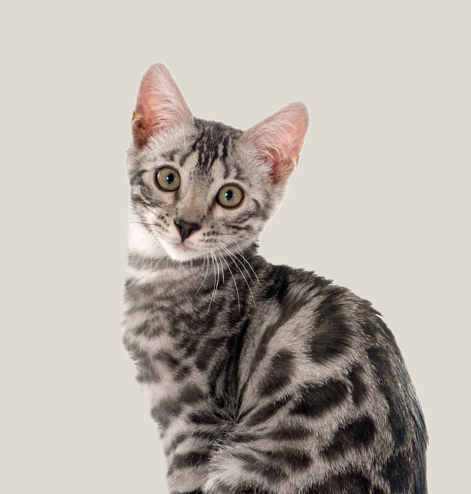 bengal kitten