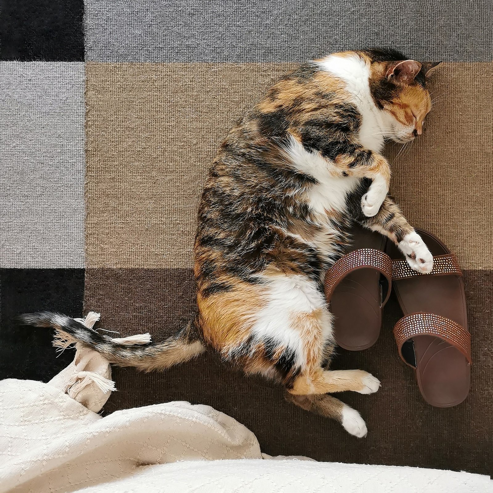 Cat sleeping on the rug or carpet.