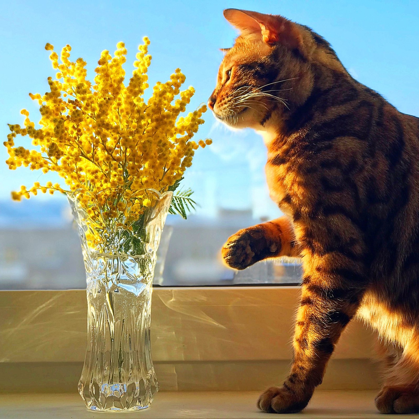 Cat with flowers by the window. Spring